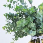 Pure Eucalyptus Leaves (3)