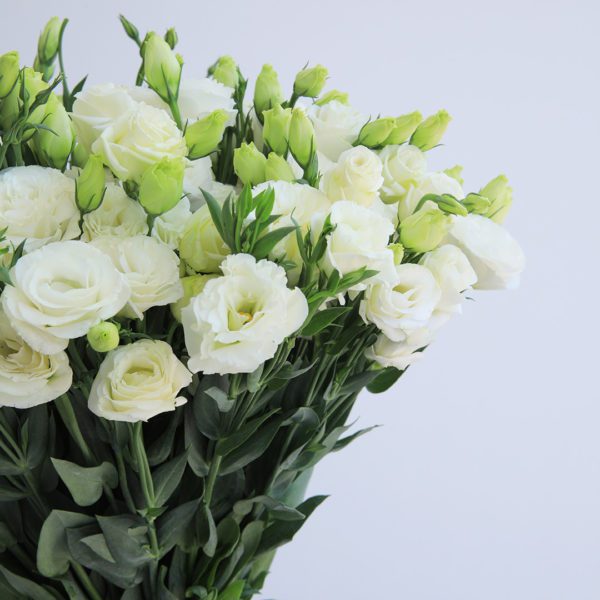 Pure White Lisianthus by Black Tulip Flowers
