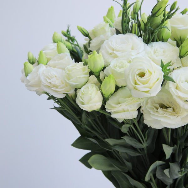 Pure White Lisianthus by Black Tulip Flowers
