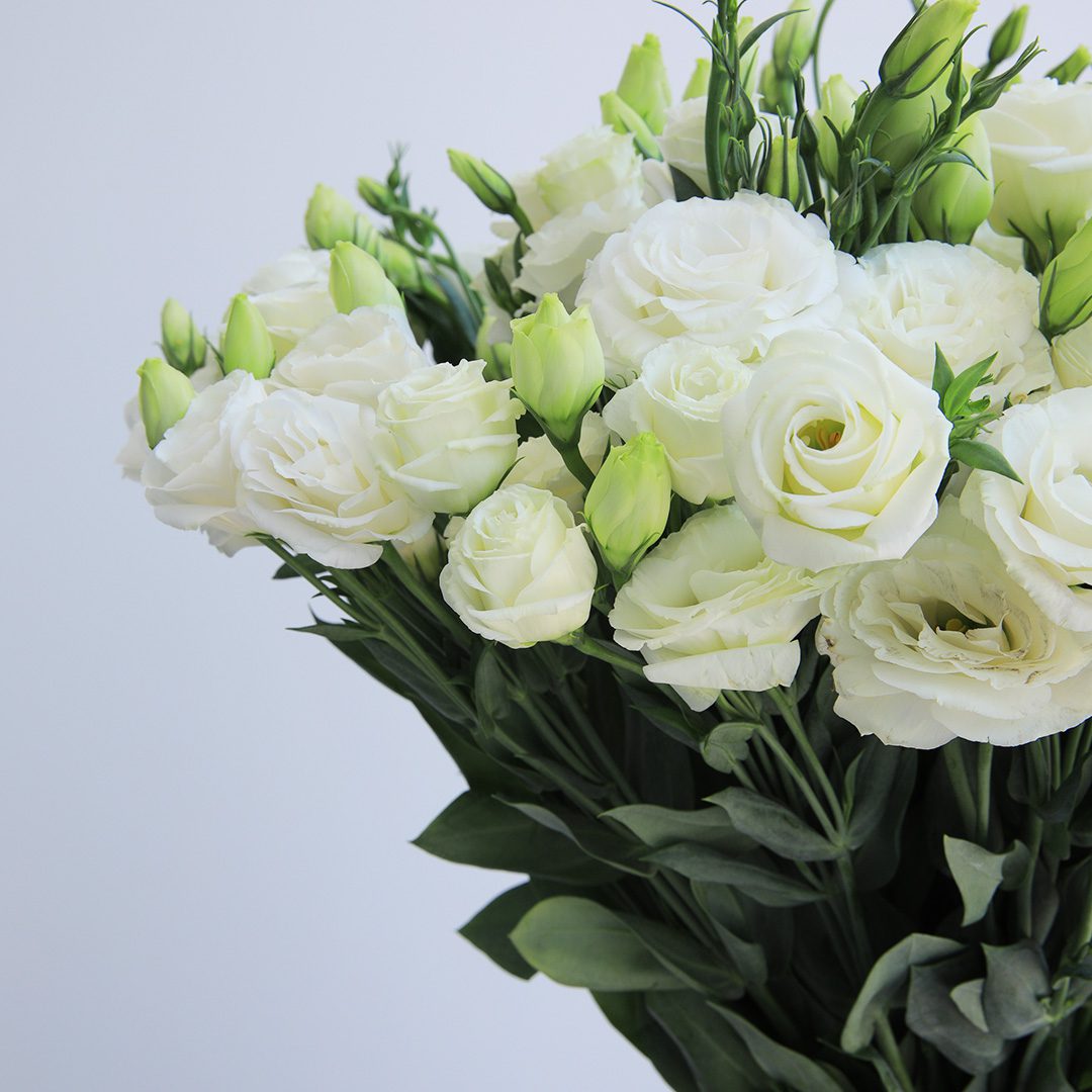 Lisianthus white shop