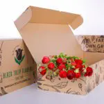Ranunculus Red (2)