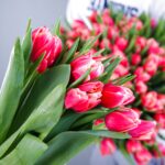 Rare Beauty - Tulips (4)