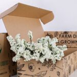 Statice White (3)