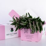 Veronica Pink 01