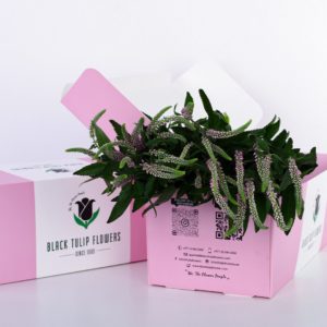 Veronica Pink