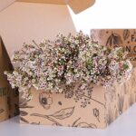 Wax Flower Light Pink (3)