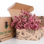 Wax Flower Pink (2)