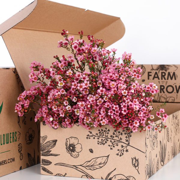 Wax Flower Pink
