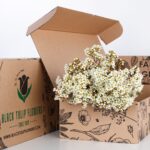 Wax Flower White (2)