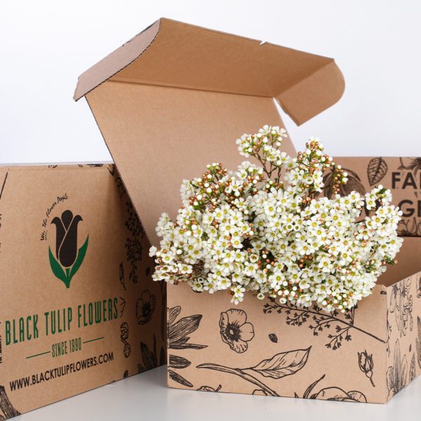 Wax Flower White