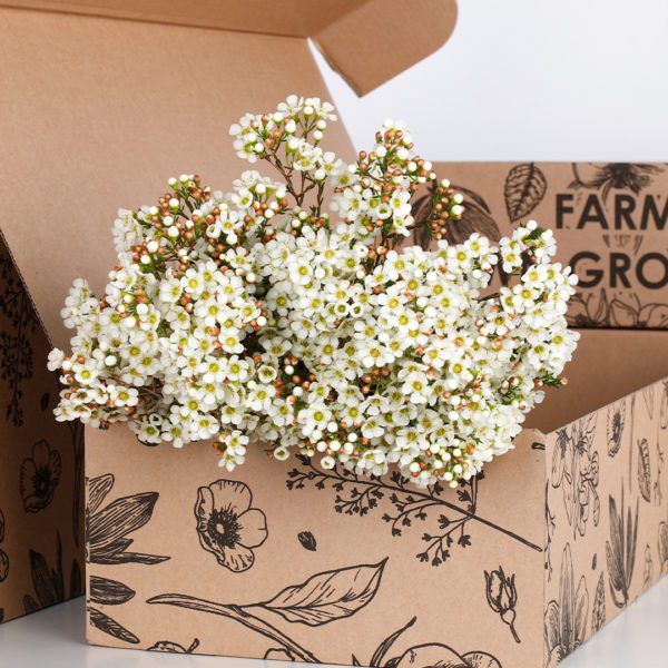 Wax Flower White