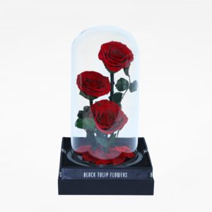 A single preserved red rose, encased in a clear glass dome.