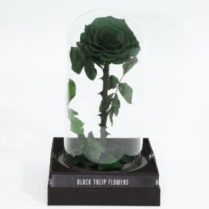 Single Green Forever Rose