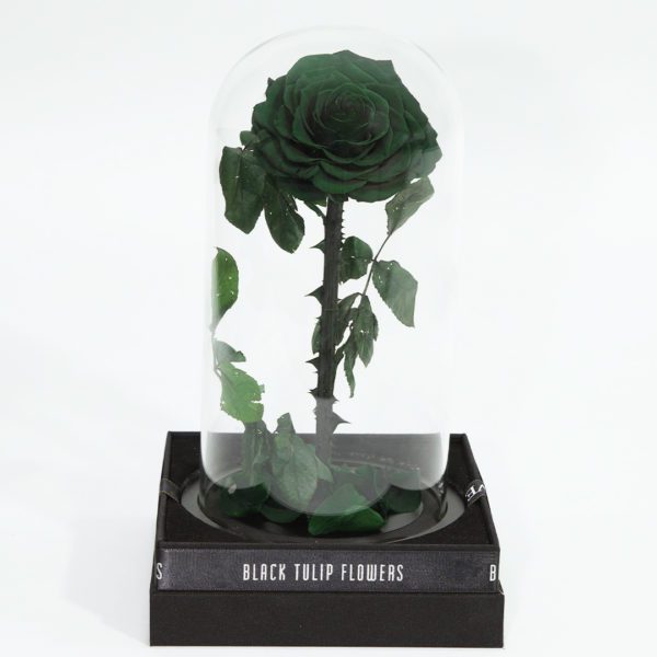 Single Green Forever Rose