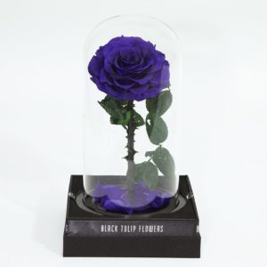 Single Blue Forever Rose
