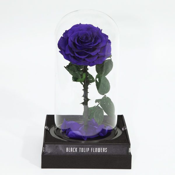 Single Blue Forever Rose