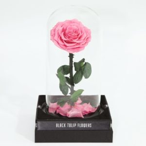 Single Pink Forever Rose