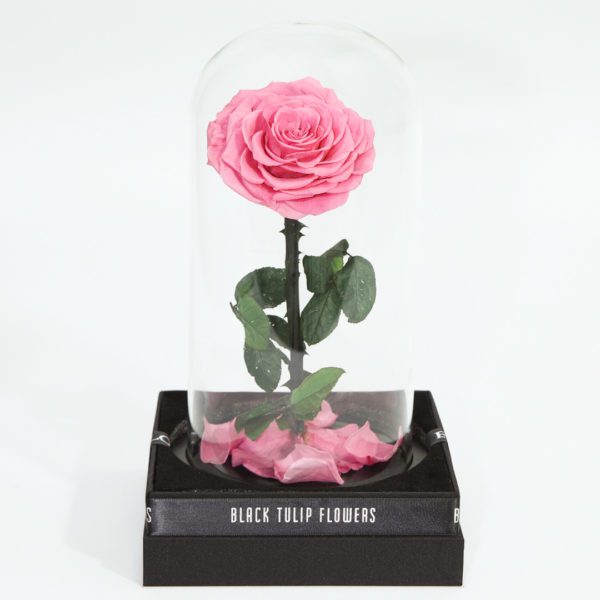 Single Pink Forever Rose