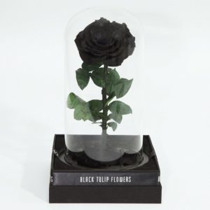 Single Black Forever Rose