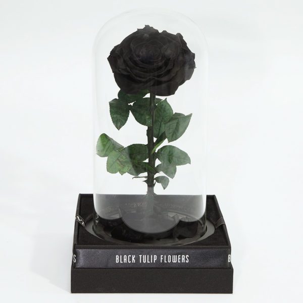 Single Black Forever Rose