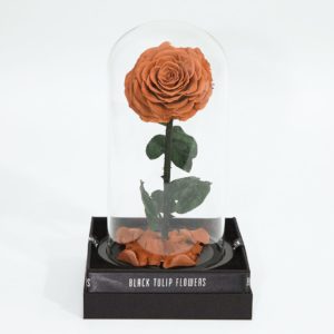 Single Cappucino Forever Rose
