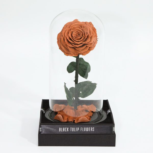 Single Cappucino Forever Rose