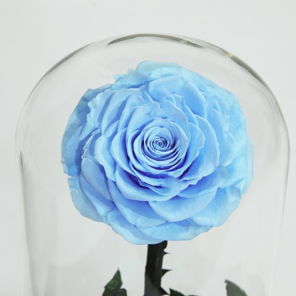 Single Light Blue Forever Rose