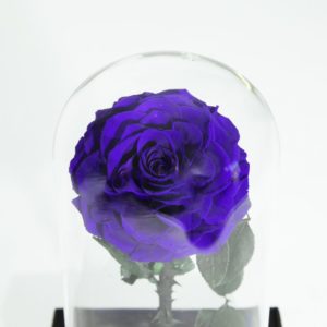 Single Blue Forever Rose
