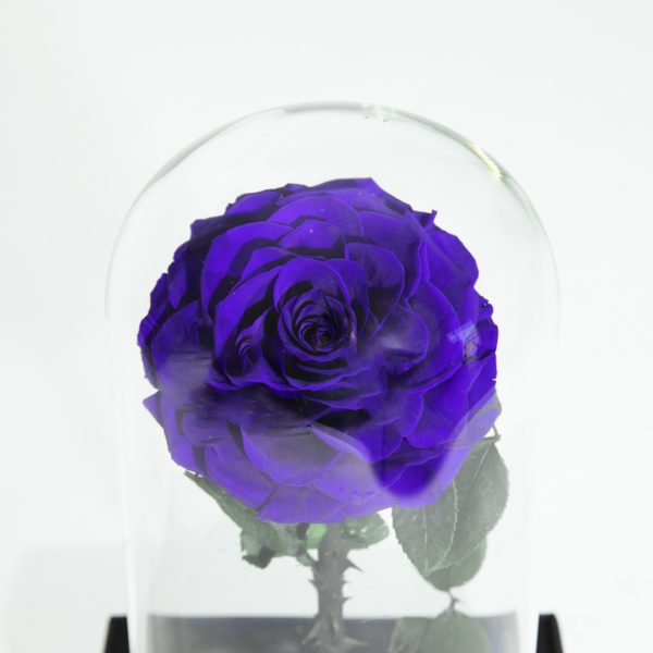 Single Blue Forever Rose