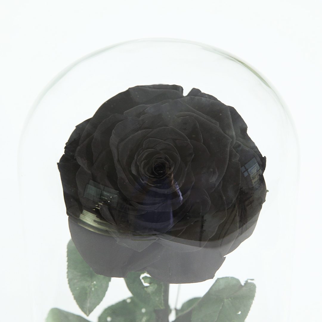 Single Black Forever Rose