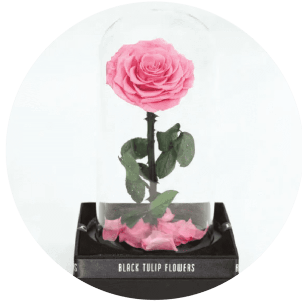 Forever Rose min
