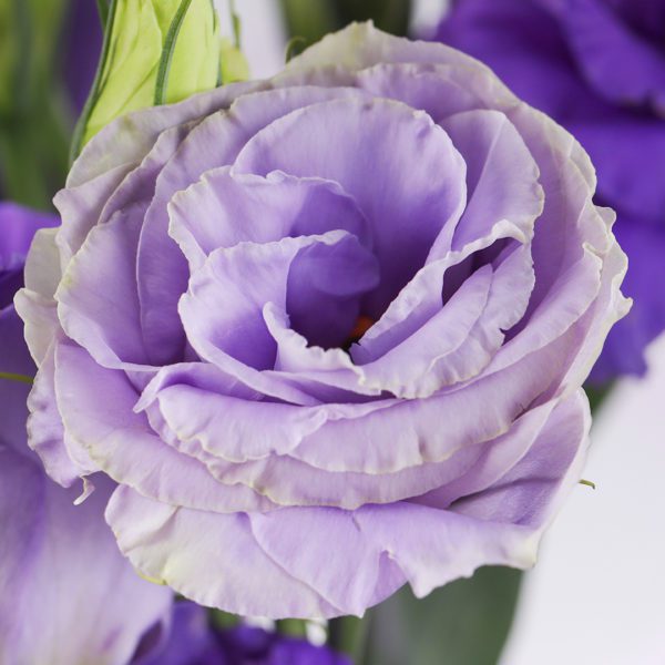 Lisianthus Purple Bouquet 4