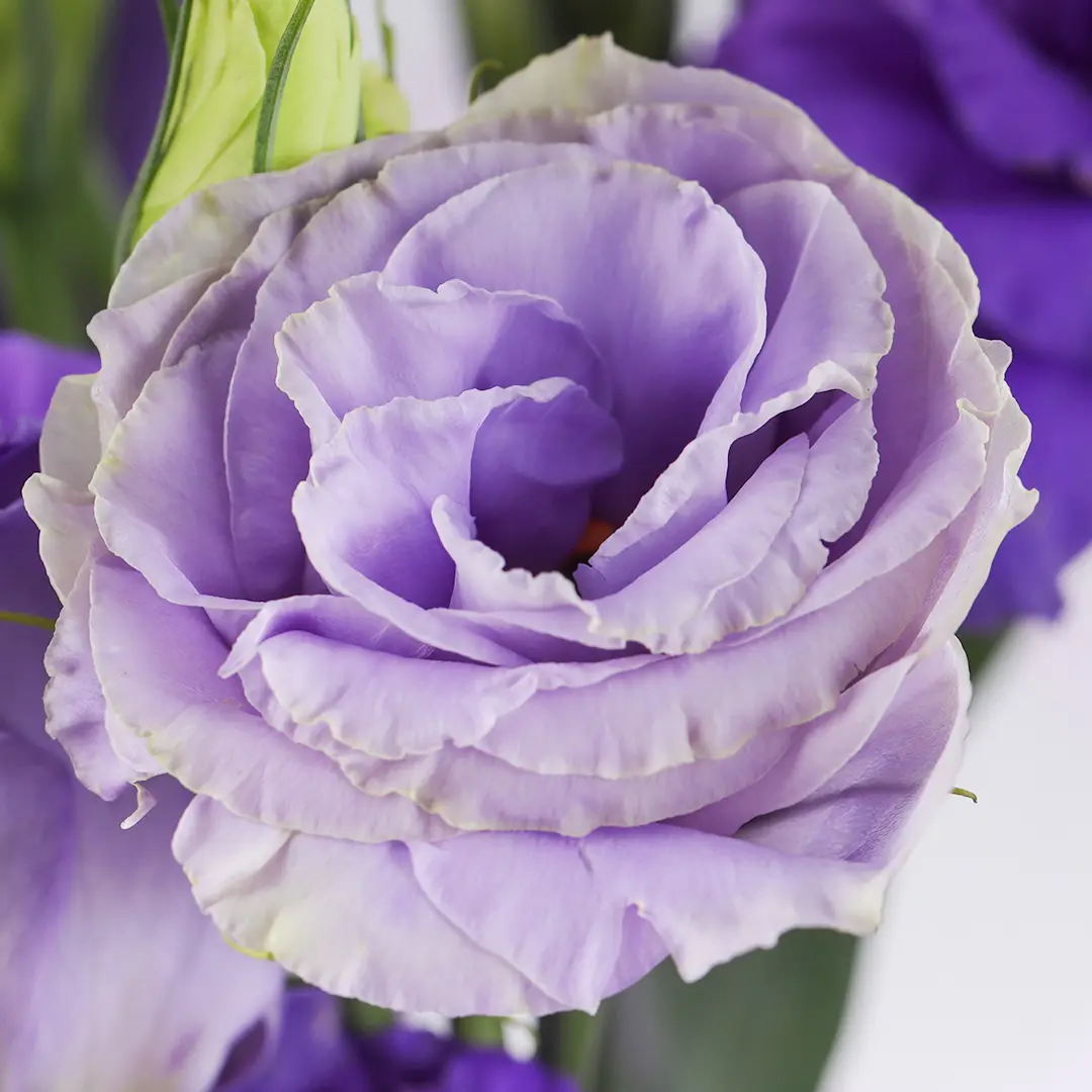 Purple lisianthus on sale