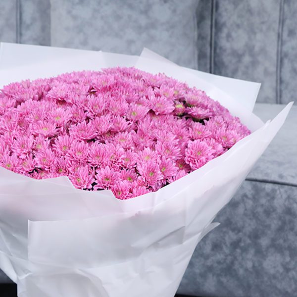 Pink Shades of Chrysanthemums 3
