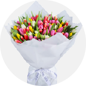 Tulip 01 15