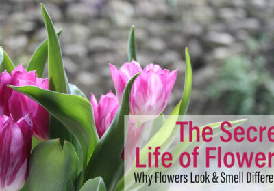 The Secret Life of Flowers: Why Flowers Look and Smell Different 7 The Secret Life of Flowers BTF UAE copy