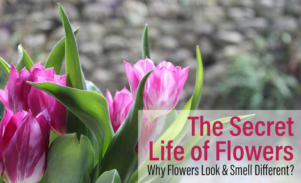 The Secret Life of Flowers BTF UAE copy