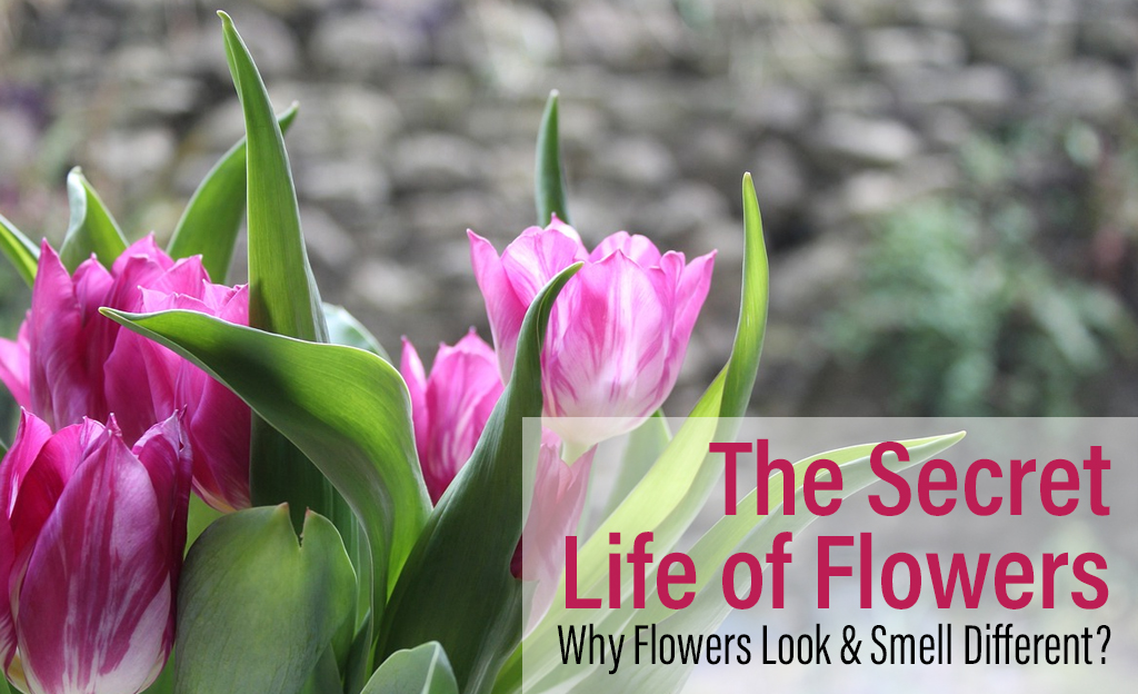 The Secret Life of Flowers: Why Flowers Look and Smell Different 1 The Secret Life of Flowers BTF UAE copy