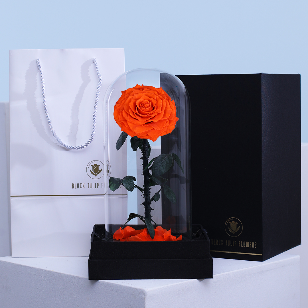 Single Orange Forever Rose | Buy Infinity Orange Rose Single Orange Forever Rose | Buy Infinity Orange Rose