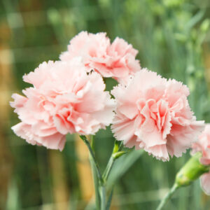 Wholesale 17 Carnation
