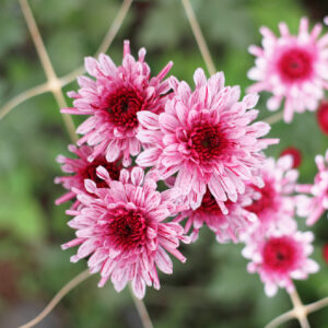 Wholesale 16 Chrysathemum