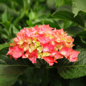 Wholesale 15 Hydrangea
