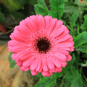 Wholesale 8 Gerbera