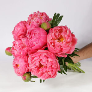 Wholesale 10 Peonies