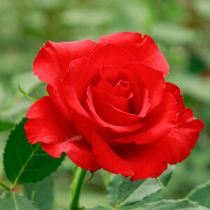 Wholesale 14 Roses