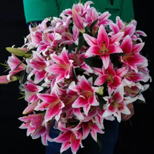 The bouquet consists of many Stargazer lilies with prominent pink and white petals. The pink color is deep and vibrant, concentrated in the center of the petals, blending to white at the edges.