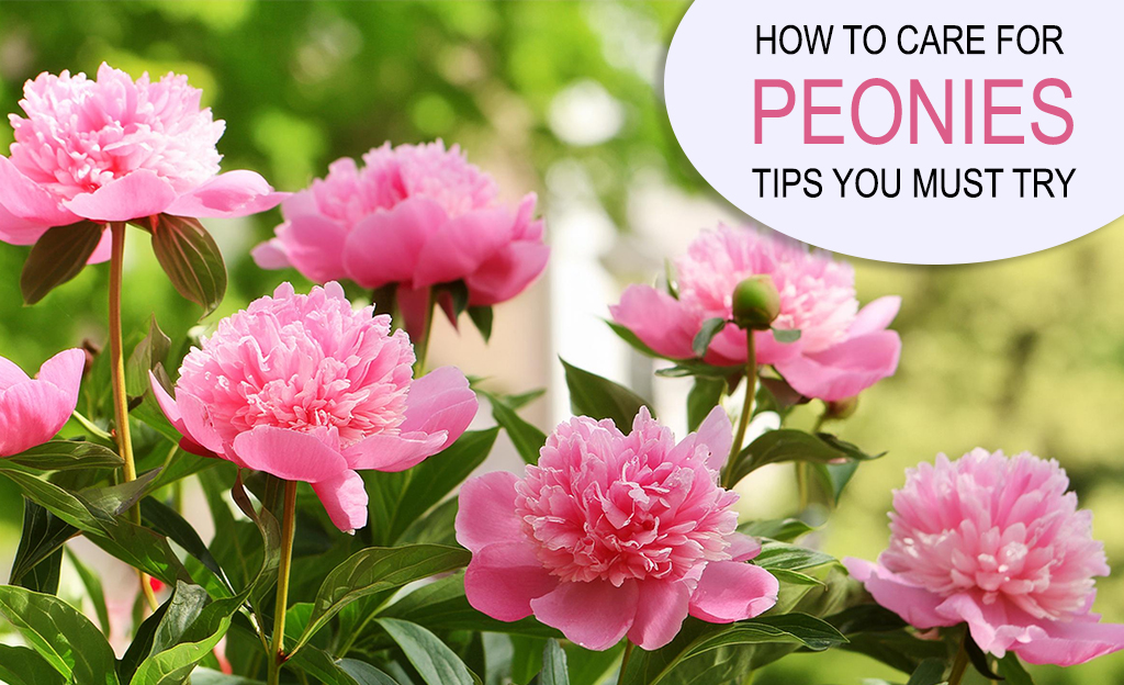 Discover essential peony care tips to keep your blooms fresh and vibrant. Learn how to care for peonies and peony bouquets with our expert guide!