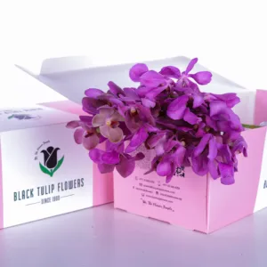 a partially opened pink and white box with a bunch of purple orchids inside