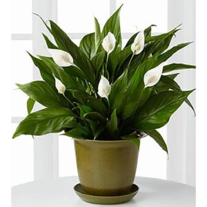 Peace Lily Spathiphyllum