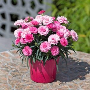 nurserylive carnation plant category image 219729